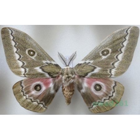 Gonimbrasia tyrrhea (Cramer, 1775) male ex. ovo South Africa 104mm57d